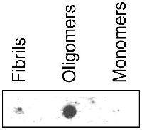 mAB-O | Mouse anti-human Abeta protein (3-10) region, oligomer-specific (clone 3E5,F8) in the group Antibodies Human Cell Biology / Neuroscience / Neurodegenerative diseases / Alzheimer's disease at Agrisera AB (Antibodies for research) (AS13 2715)